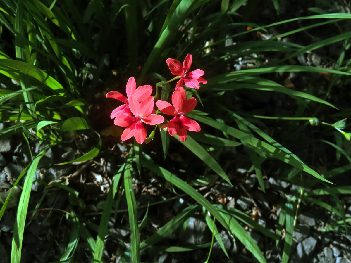 Freesia laxa (Thunb.) Goldblatt et J. C. Manning