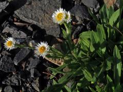 Smil (Helichrysum bellum Hilliard)