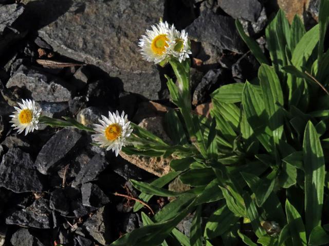 Smil (Helichrysum bellum Hilliard)