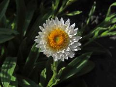 Smil (Helichrysum bellum Hilliard)