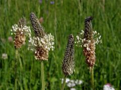 Jitrocel kopinatý (Plantago lanceolata L.)