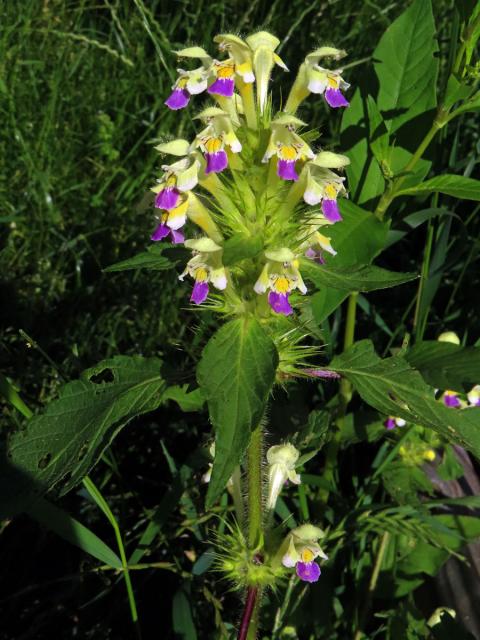 Konopice sličná (Galeopsis speciosa Mill.)