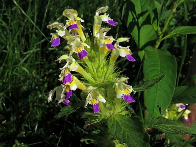 Konopice sličná (Galeopsis speciosa Mill.)