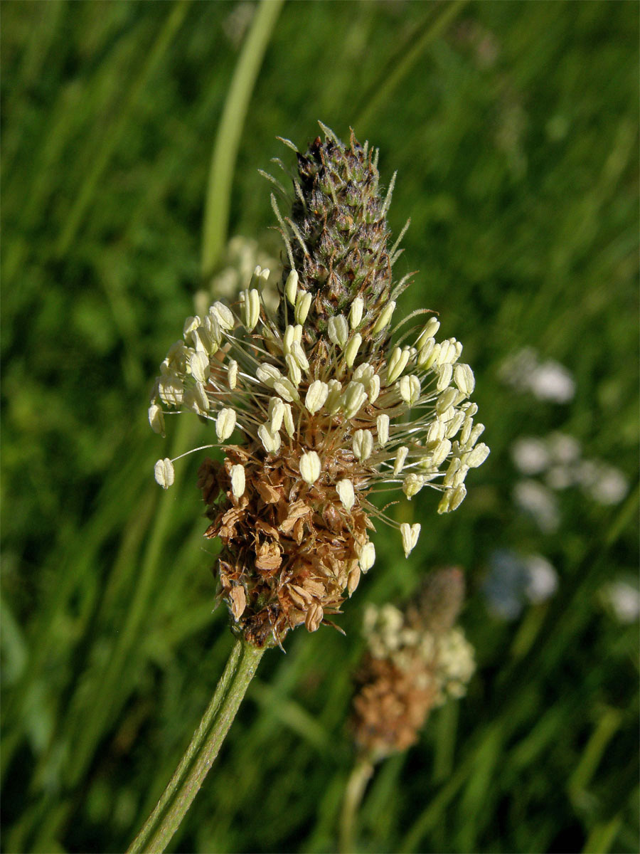 Jitrocel kopinatý (Plantago lanceolata L.)