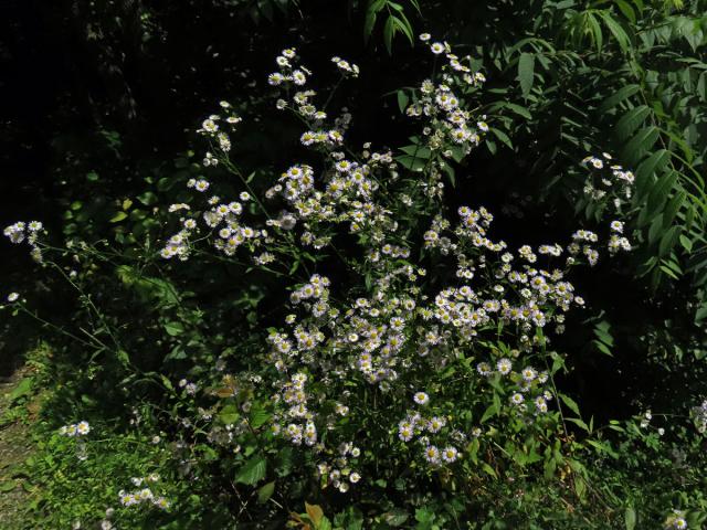 Turan roční (Erigeron annuus (L.) Pers.)