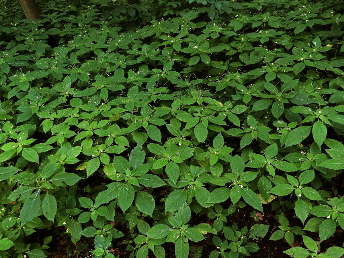 Netýkavka malokvětá (Impatiens parvoflora DC.)