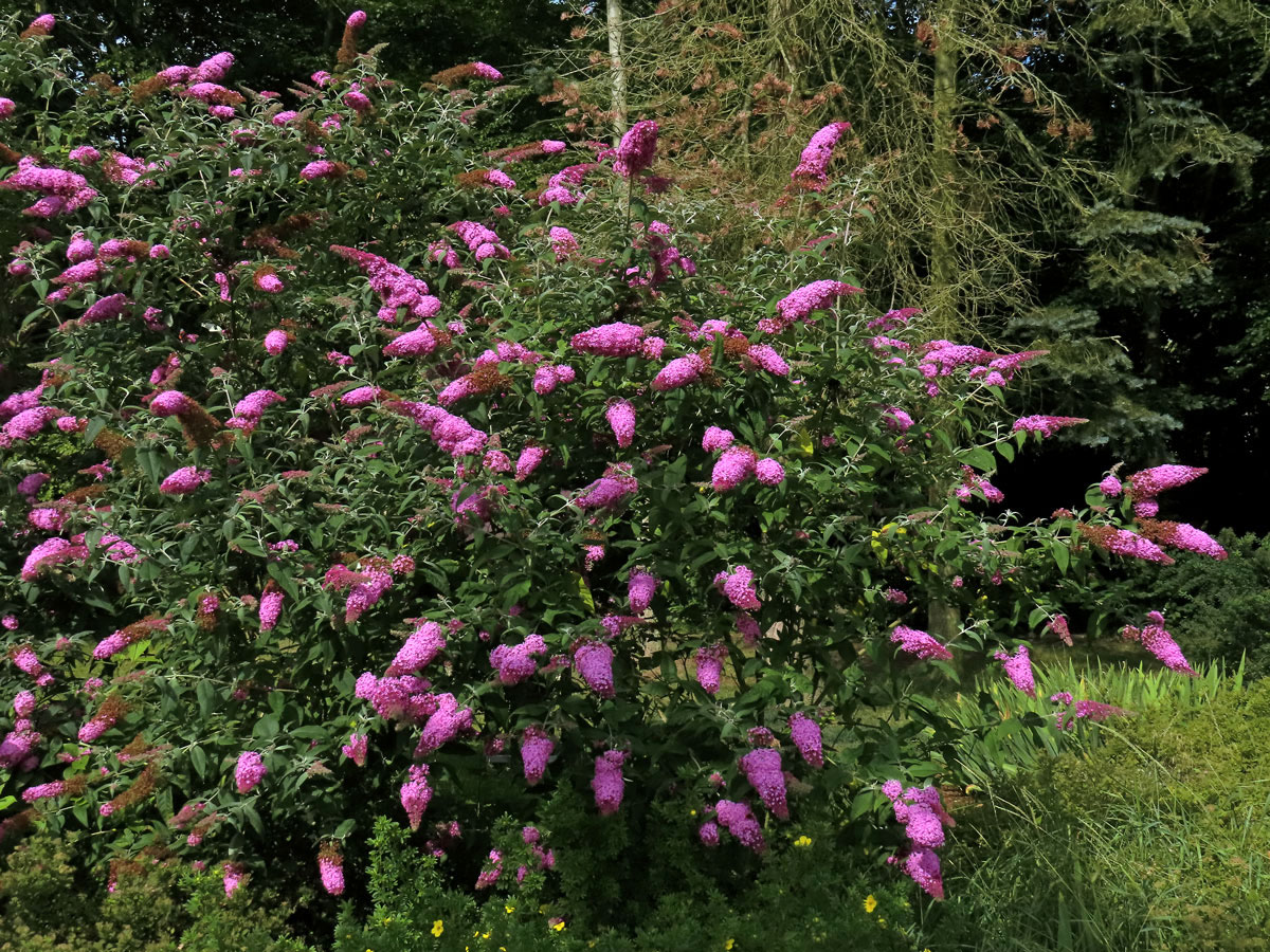 Komule Davidova (Buddleja davidii Franchet)