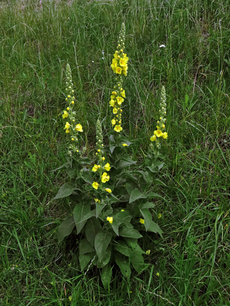 Divizna sápovitá (Verbascum phlomoides L.)