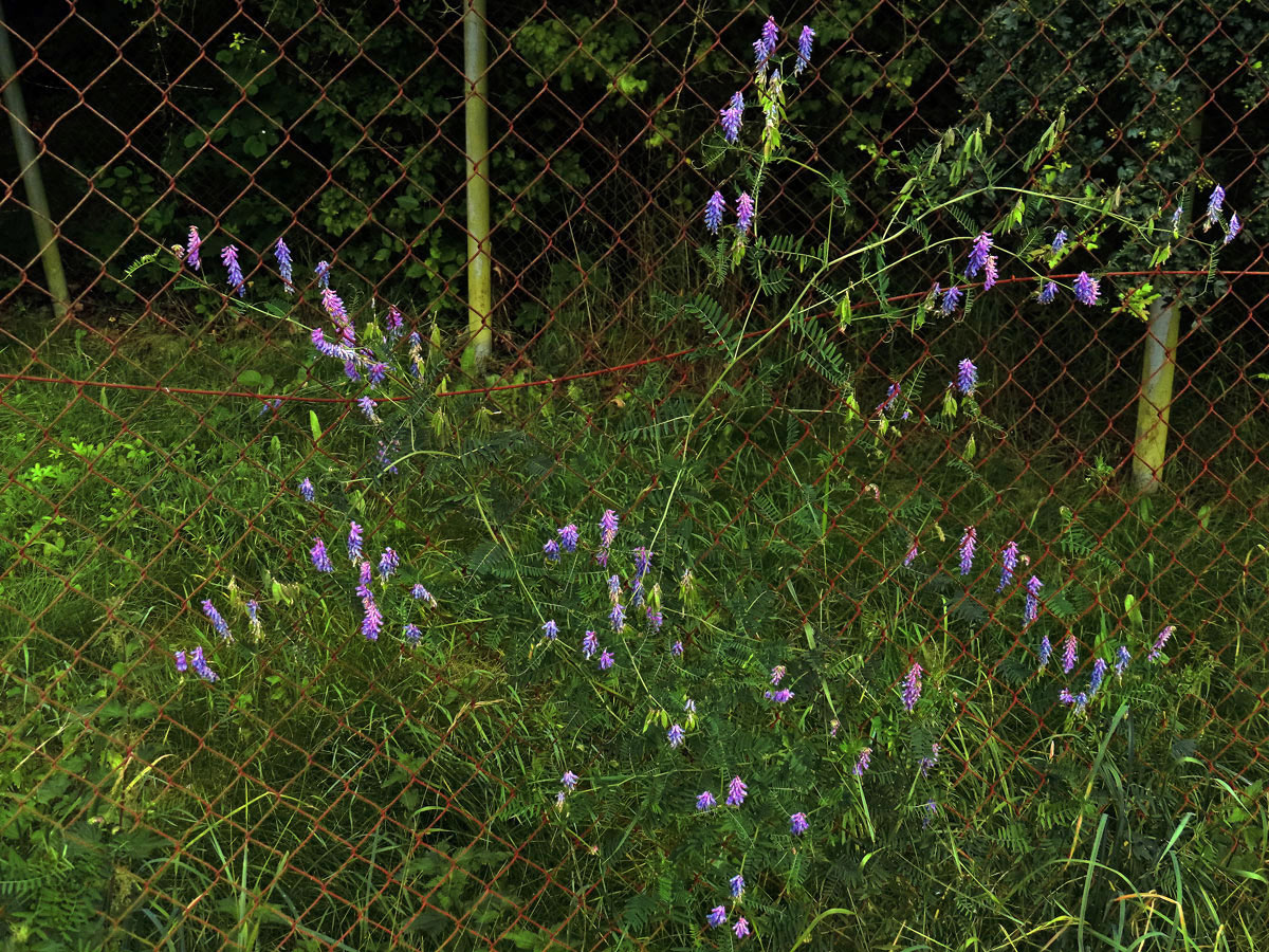 Vikev ptačí (Vicia cracca L.)