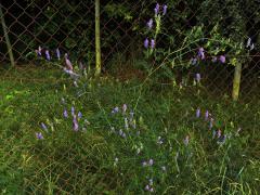 Vikev ptačí (Vicia cracca L.)