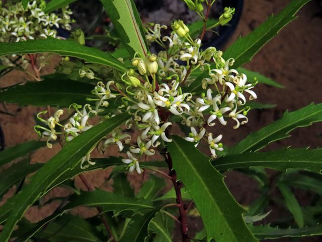 Lomácie jasanolistá (Lomatia fraxinifolia F. Muell. ex Benth.)