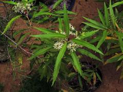 Lomácie jasanolistá (Lomatia fraxinifolia F. Muell. ex Benth.)