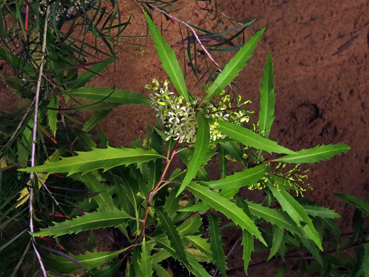 Lomácie jasanolistá (Lomatia fraxinifolia F. Muell. ex Benth.)