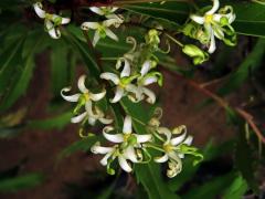 Lomácie jasanolistá (Lomatia fraxinifolia F. Muell. ex Benth.)