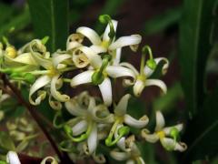 Lomácie jasanolistá (Lomatia fraxinifolia F. Muell. ex Benth.)