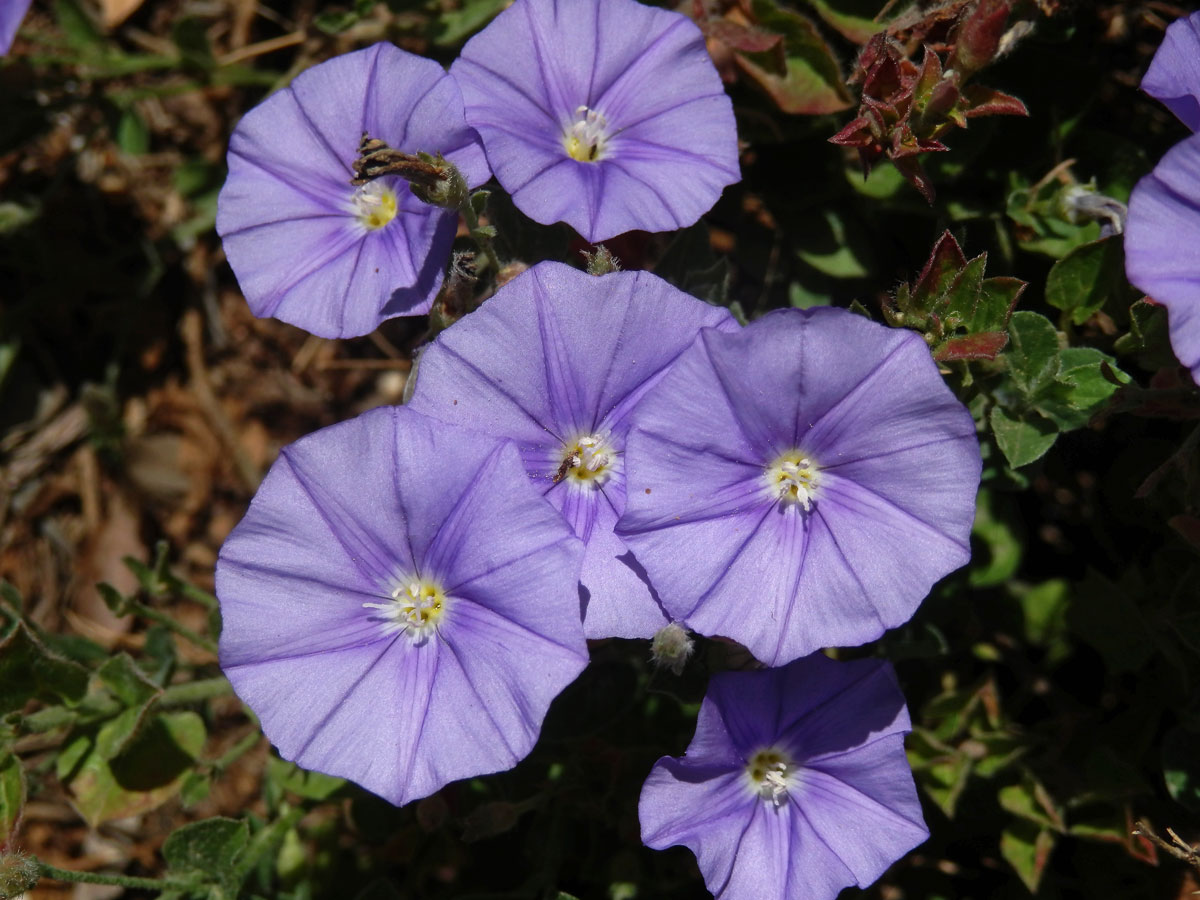 Svlačec (Convolvulus sabatius Viv.)