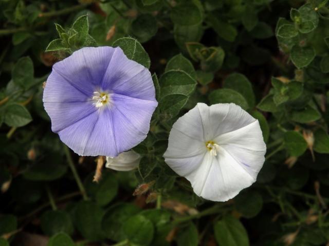 Svlačec (Convolvulus sabatius Viv.)