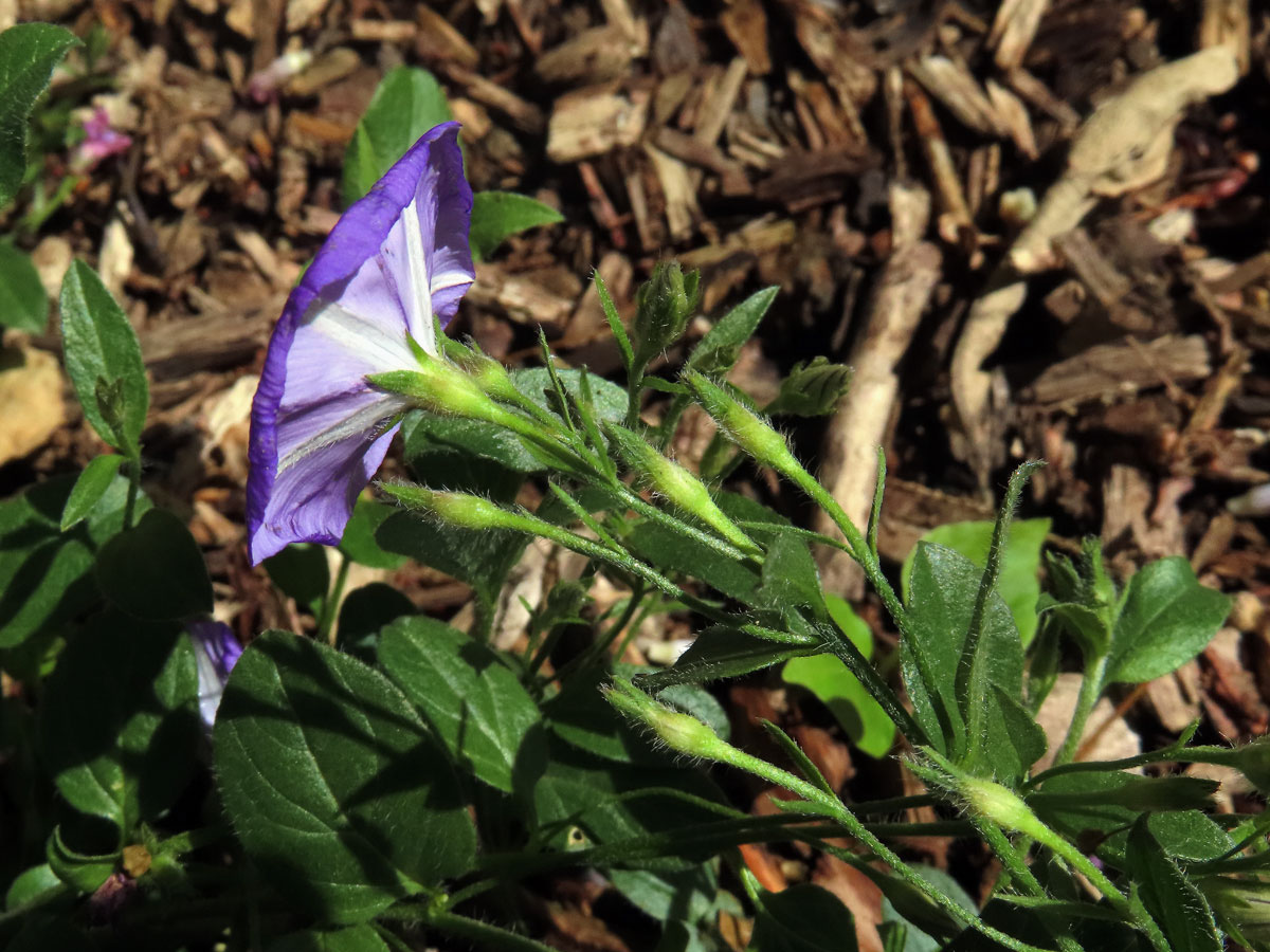 Svlačec (Convolvulus sabatius Viv.)