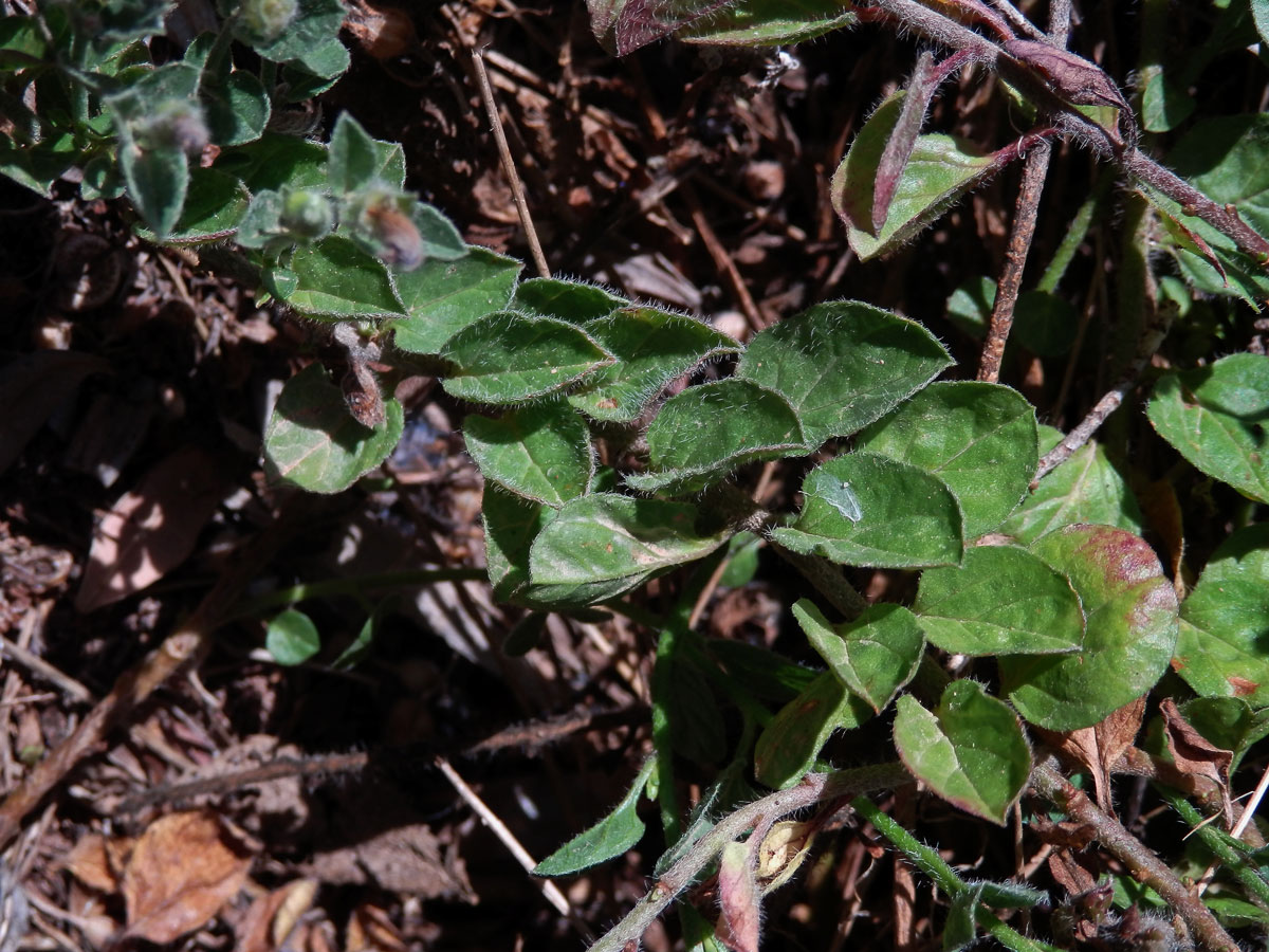 Svlačec (Convolvulus sabatius Viv.)