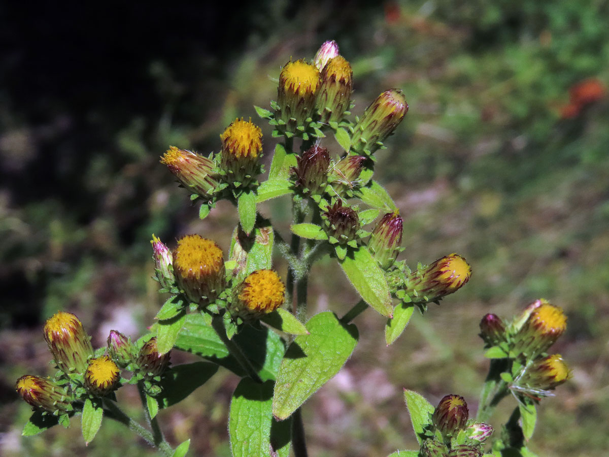 Oman hnidák (Inula conyzae (Griesselich) Meikle)