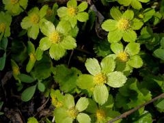 Hvězdnatec zubatý (čemeřicový) (Hacquietia epipactis Scop.) DC.)