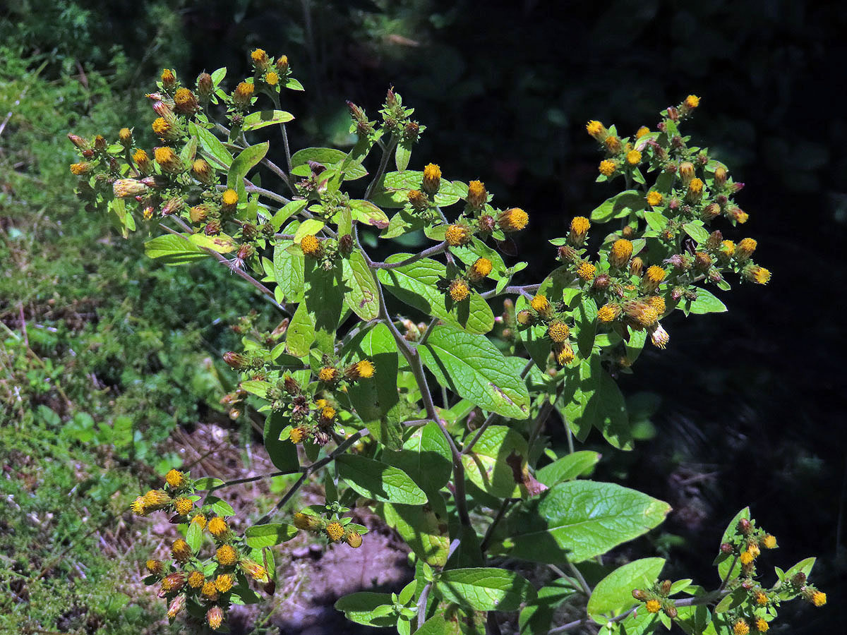 Oman hnidák (Inula conyzae (Griesselich) Meikle)