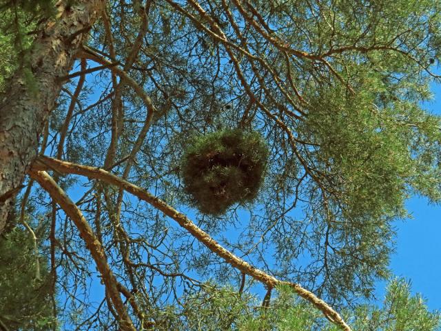 Čarověník na borovici lesní (Pinus sylvestris L.) (29a)