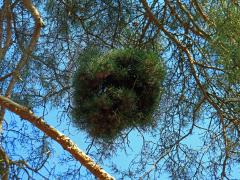 Čarověník na borovici lesní (Pinus sylvestris L.) (29b)