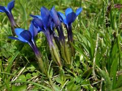 Hořec jarní (Gentiana verna  L.)