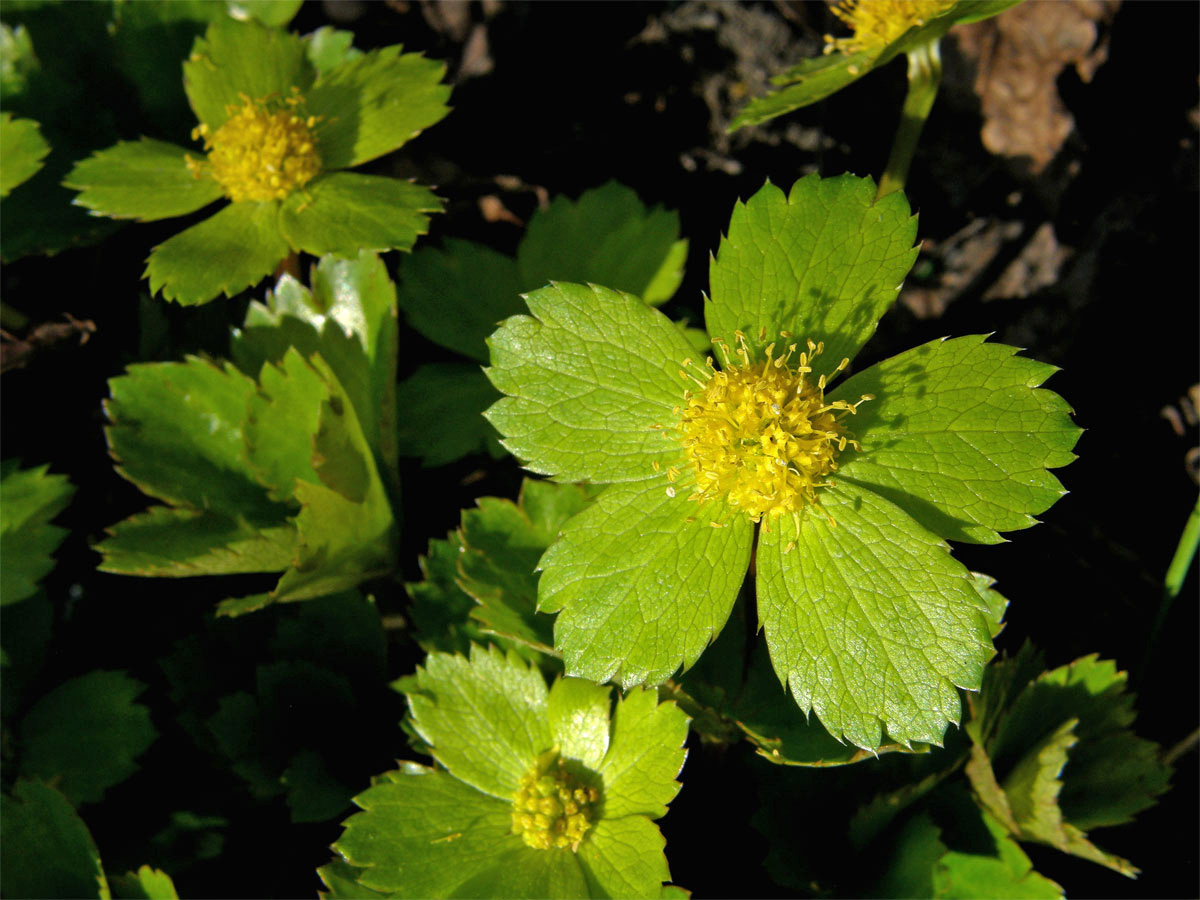 Hvězdnatec zubatý (čemeřicový) (Hacquietia epipactis (Scop.) DC.)