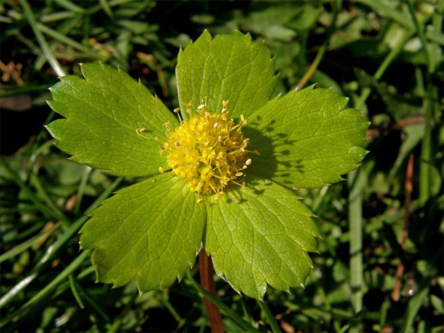 Hvězdnatec zubatý (čemeřicový) (Hacquietia epipactis (Scop.) DC.)