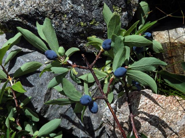 Zimolez modrý (Lonicera caerulea L.)