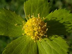 Hvězdnatec zubatý (čemeřicový) (Hacquietia epipactis (Scop.) DC.)