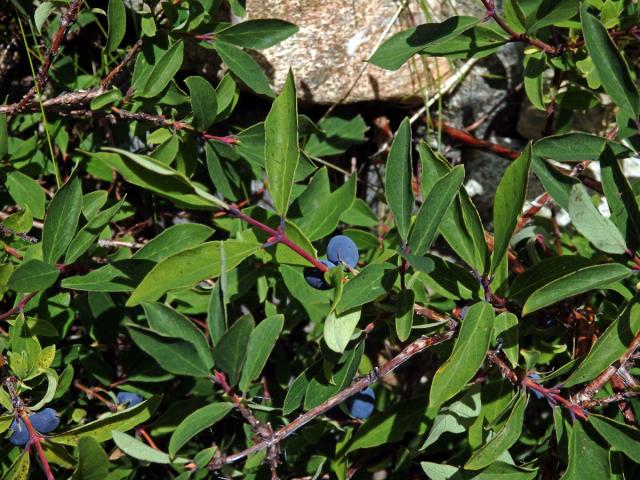 Zimolez modrý (Lonicera caerulea L.)