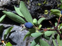 Zimolez modrý (Lonicera caerulea L.)