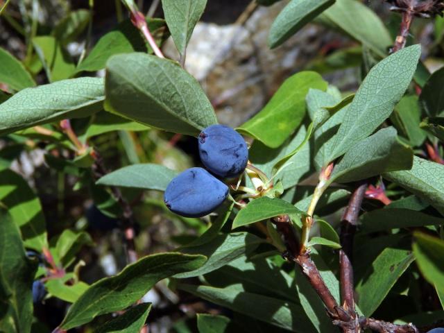 Zimolez modrý (Lonicera caerulea L.)