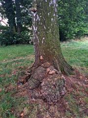 Nádor na bříze bělokoré (Betula pendula Roth) (117a)