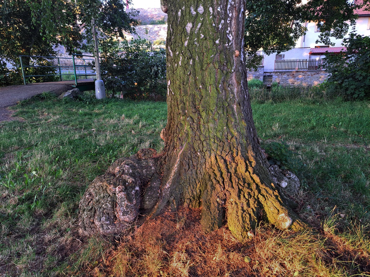 Nádor na bříze bělokoré (Betula pendula Roth) (117b)