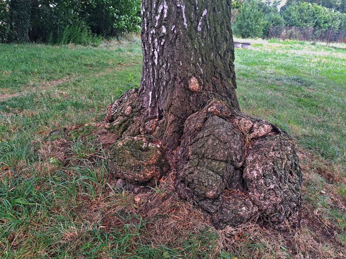 Nádor na bříze bělokoré (Betula pendula Roth) (117c)