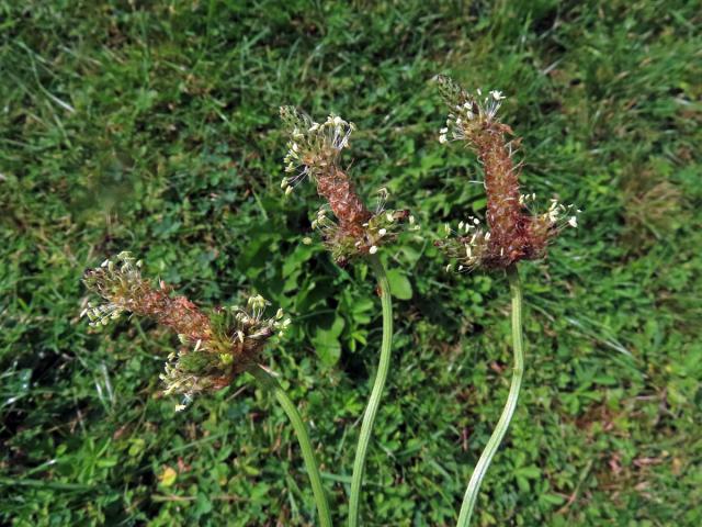 Jitrocel kopinatý (Plantago lanceolata L.) - větvené květenství (31)