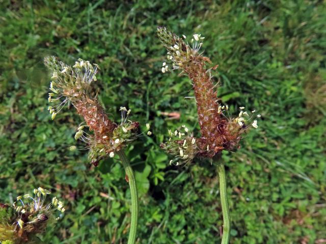 Jitrocel kopinatý (Plantago lanceolata L.) - větvené květenství (32)