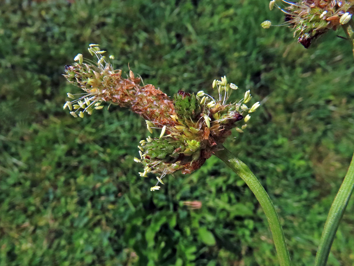 Jitrocel kopinatý (Plantago lanceolata L.) - větvené květenství (33)