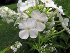 Plamenka latnatá (Phlox paniculata L.) s čtyřčetným květem (32)