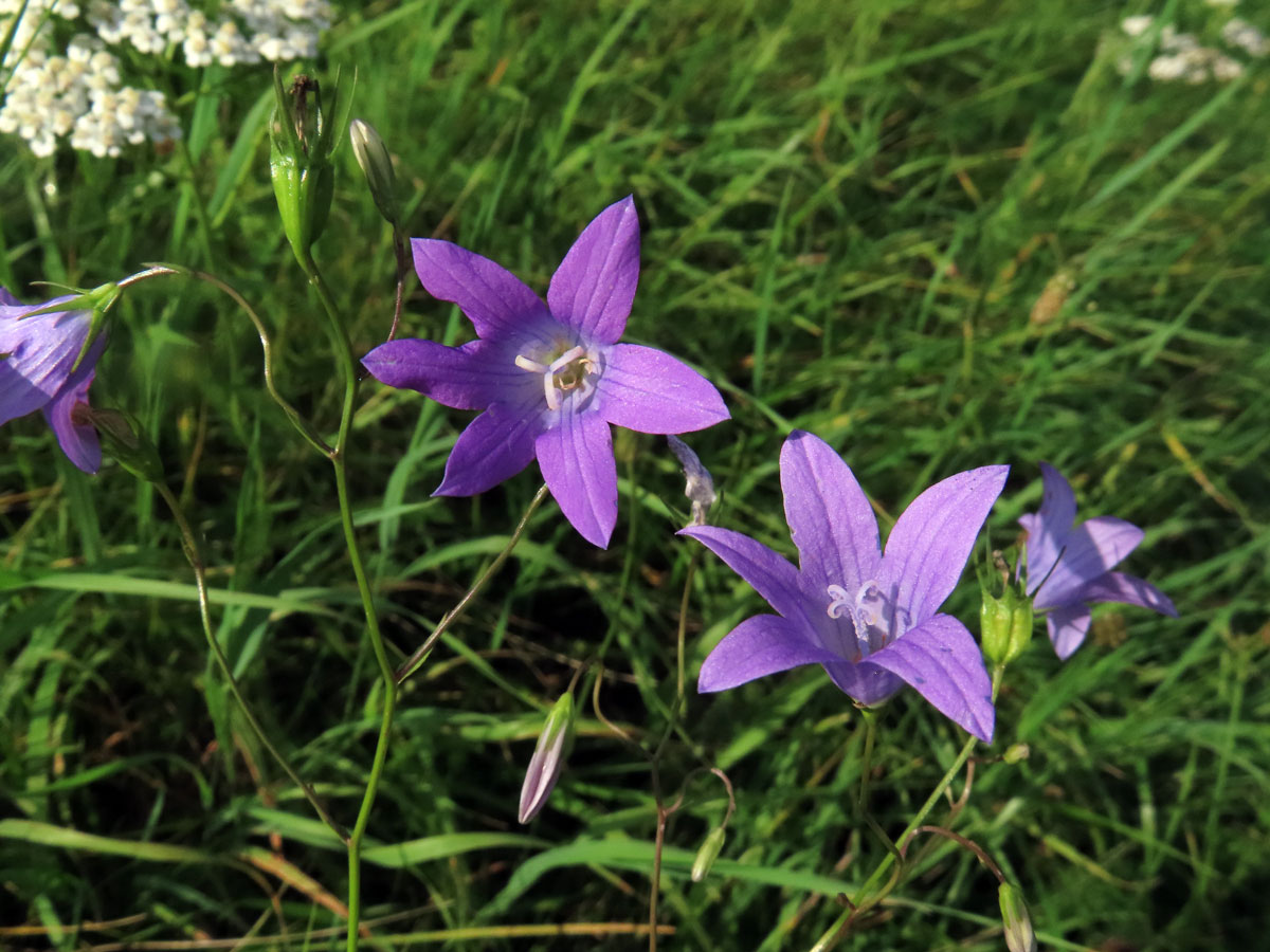 Zvonek rozkladitý (Campanula patula L.) - šestičetný květ (10)