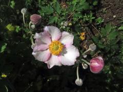 Sasanka (Anemone hupehensis), šestičetný květ (5)