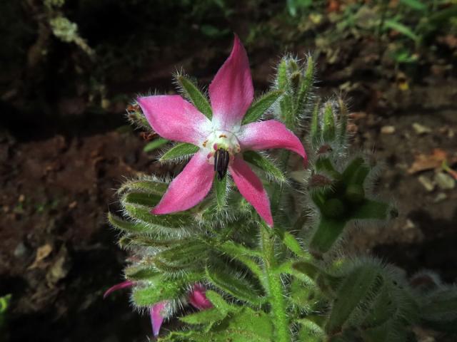 Brutnák lékařský (Borago officinalis L.) s růžovými květy