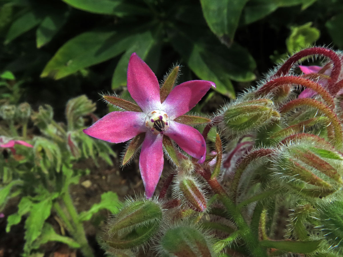 Brutnák lékařský (Borago officinalis L.) s růžovými květy