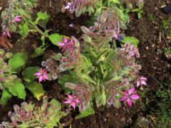 Brutnák lékařský (Borago officinalis L.) s růžovými květy