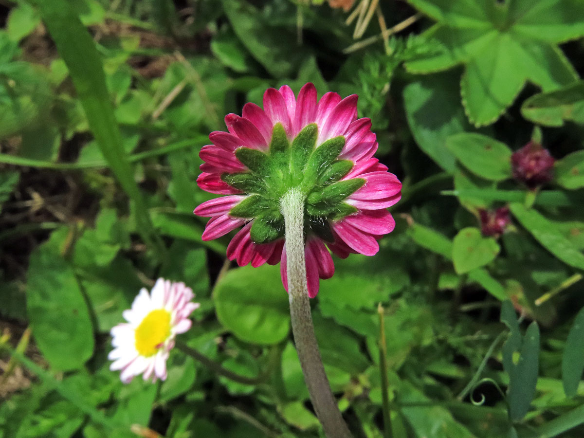 Sedmikráska obecná - chudobka (Bellis perennis L.)