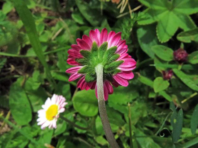 Sedmikráska obecná - chudobka (Bellis perennis L.)